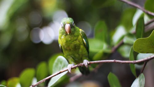 Green Bird Perched on Tree Branch