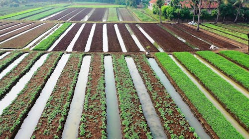 Drone Footage of Rice Field