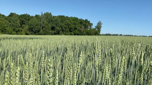 Wheat Growing On Agricultural Land