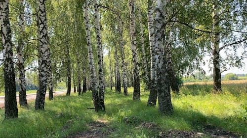 Trees Growing Beside The Road