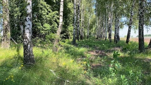 Tall Trees in Forest