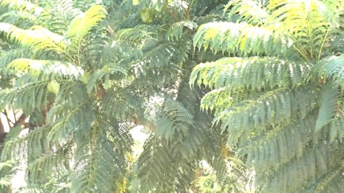 Video Of Fern Leaves During A Windy Day