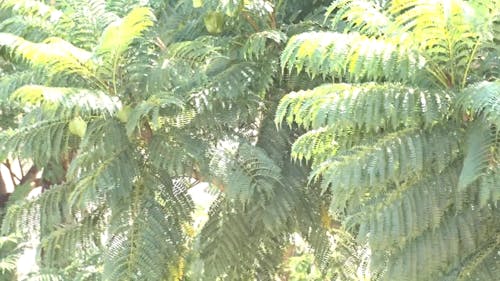 Video Of Fern Leaves During A Windy Day