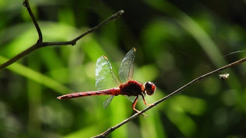 Red Dragonfly Perched on Tree Branch