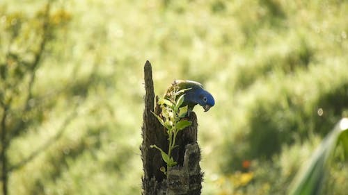 Shallow Focus of Bird Perched on Tree Branch