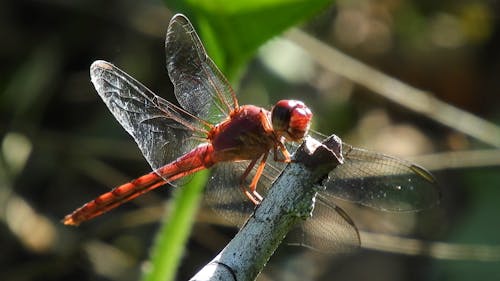 Macro Shot of Red Dragonfly