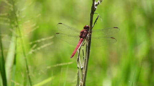 Shallow Focus of Red Dragonfly on Tree Branch