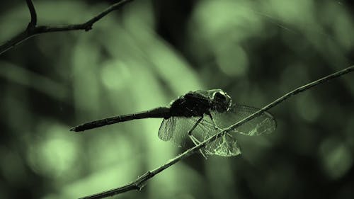 Close-Up Video Of Dragonfly On A Branch