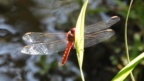 Red Dragonfly Perched on Green Leaf