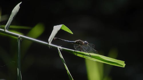 Black Damselfly Perched on Green Leaf