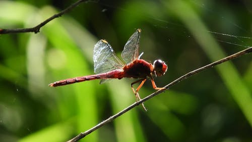 Macro Shot of Red Dragonfly Perched on Twig