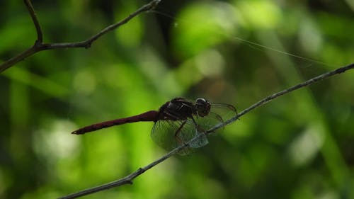 Shallow Focus of Red Dragonfly Perched on Twig