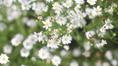 Selective Focus of White Daisy Flowers