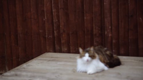 Chat Tigré Sur Une Surface En Bois