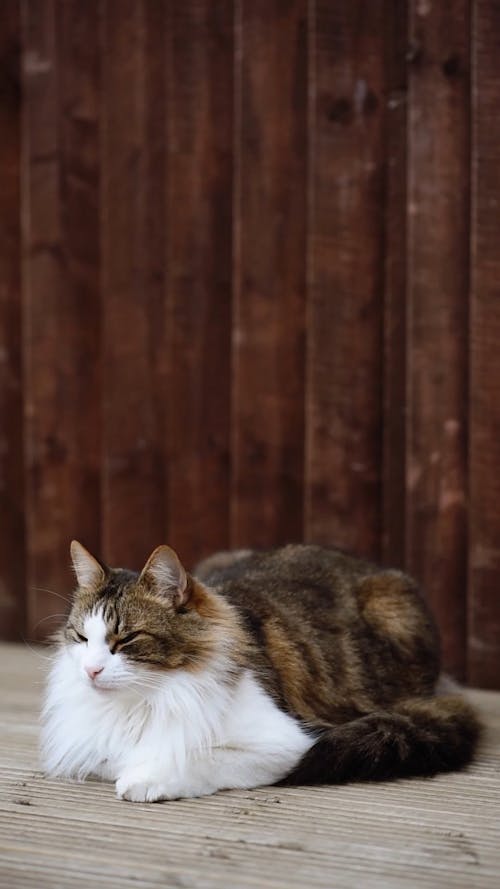 Kucing Tabby Di Permukaan Kayu Sambil Menutup Mata