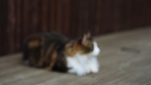 Tabby Cat Resting on Wooden Surface