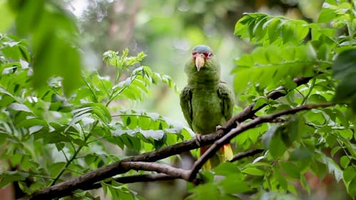 Green Bird Perched on Tree Branch