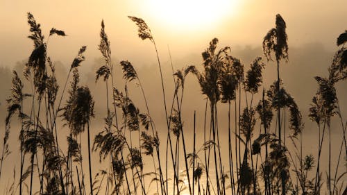 Silhouettes of Swaying Reeds