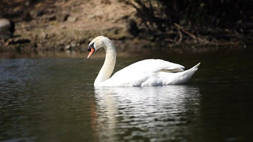 A Beautiful Swan Paddling In The Lake