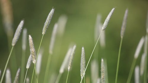 Grass Flowers On The Tip