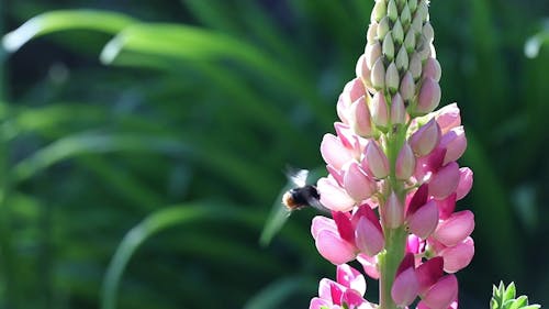 A Bee on a Flower