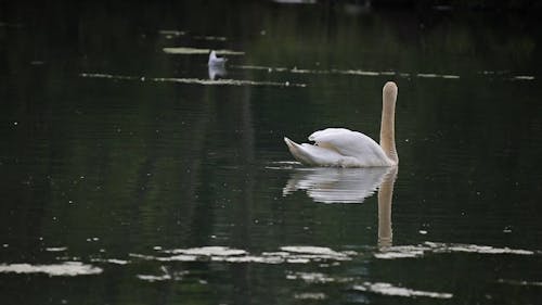 Swan Swimming on the Water