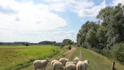 Flock of Sheep in a Grassland