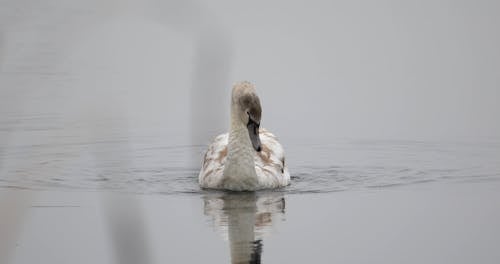 A Duck Paddling on Water
