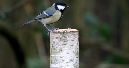 Close Up of a Bird Eating