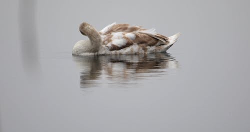 Close up of a Duck on a Water
