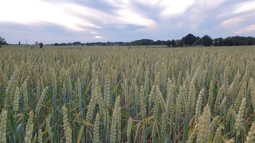 Field Full of Wheat