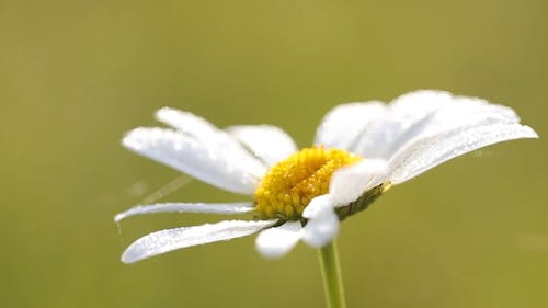 Close-Up View of White Petaled Flower