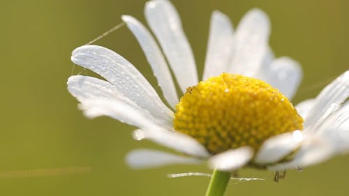 Close-Up View of White Petaled Flower