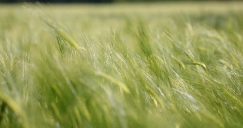 Selective Focus of Rye Plants Swaying