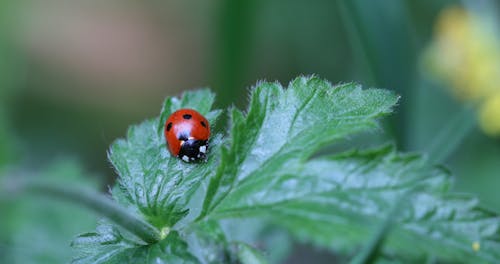 Close-Up View of Ladybug on Green Plant