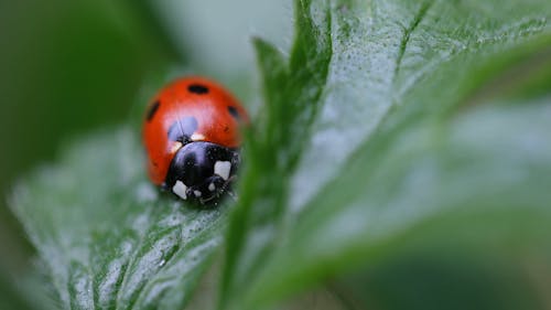 Macro Shot of Ladybug on Green Leaf Plant