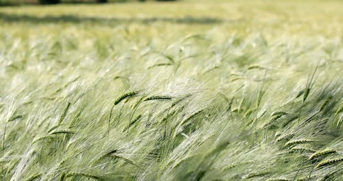 Shallow Focus of Rye Plants Swaying