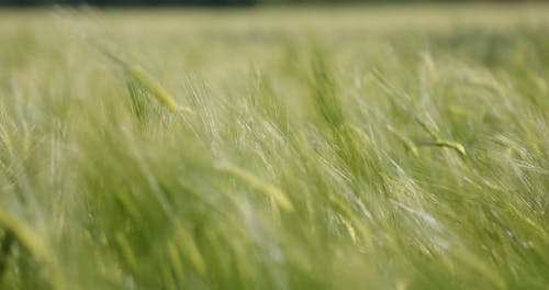 Selective Focus of Rye Plants Swaying