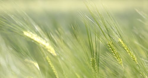 Close-Up View of Rye Plants Swaying