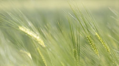 Close-Up View of Rye Plants Swaying