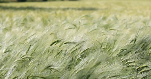 Shallow Focus of Rye Field