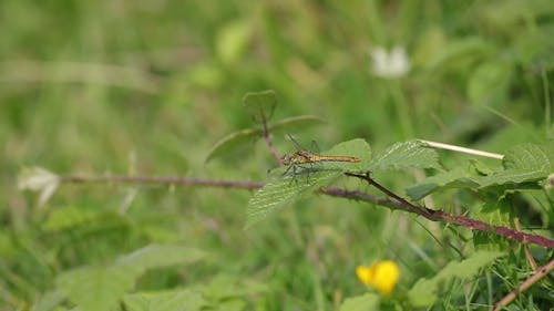 Shallow Focus of Green Dragonfly Perched on Green Leaf