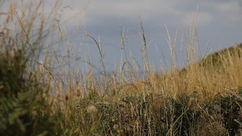 Video Of Grass Swaying By The Wind