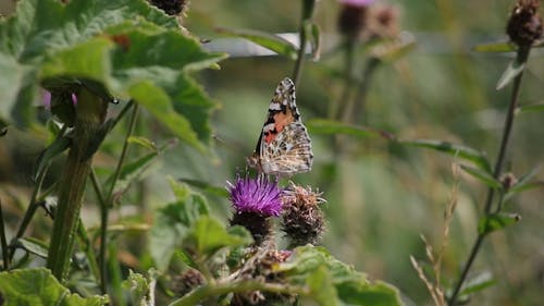 Shallow Focus of Butterfly Perched on Purple Flower