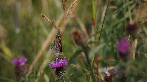 Selective Focus of Butterfly Perched on Purple Flower