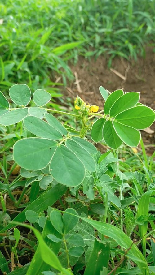 Close-Up View of Swaying Green Leaves