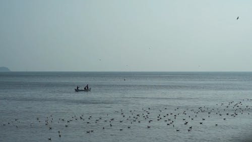 Sea Birds In The Bay