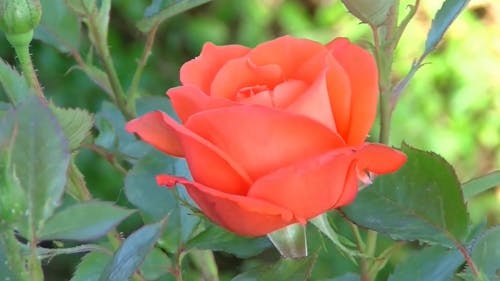 Time-Lapse Video of Red Flower Blooming