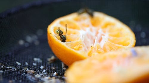 Wasps Feeding on an Orange