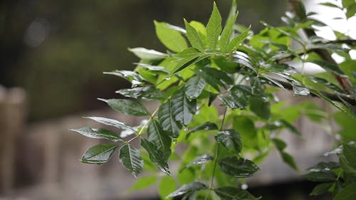 Close-Up Video Of Plants During Rainy Season